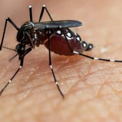 Primeiro óbito por dengue no RS em 2026 aponta pico da doença em abril