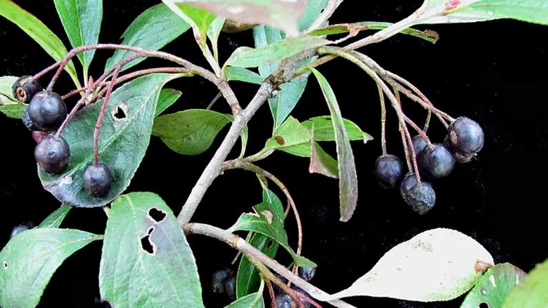 Arônia-negra contribui para a saúde do coração, aponta estudo