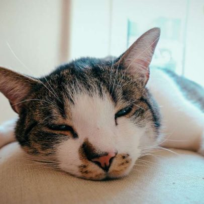 Sinais de estresse em gatos: como identificar e agir