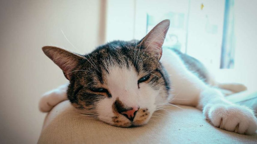 Seu gato está miando muito ou urinando fora da caixa? Confira os principais sinais de estresse em gatos e aprenda estratégias de gatificação para ajudar seu pet