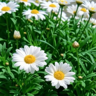 Margaridas: leveza, alegria e harmonia em ambientes