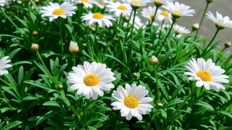 Margaridas: leveza, alegria e harmonia em ambientes