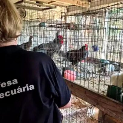 Reserva Ecológica do Taim é reaberta após fim de foco de gripe aviária
