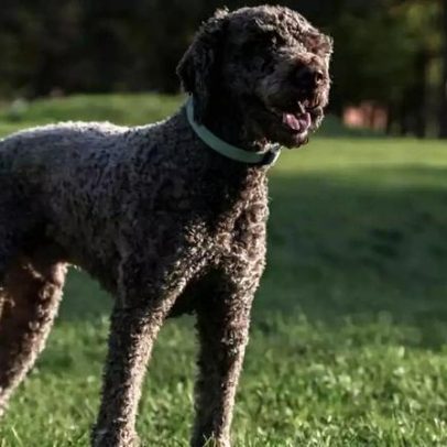Lagotto Romagnolo: características da raça e cuidados básicos