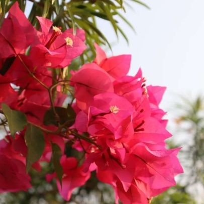Flor colorida é das mais fáceis de sobreviver ao clima brasileiro