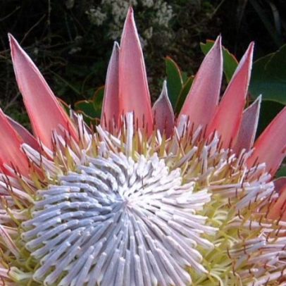 Protea cynaroides, flor símbolo da África do Sul