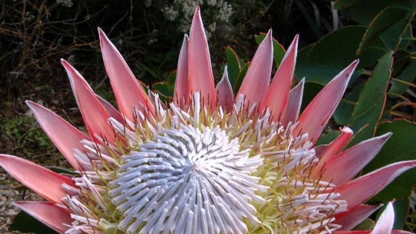 Protea cynaroides, flor símbolo da África do Sul