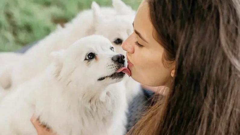 “Lambeijos” podem ser mais seguros se o animalzinho for encaminhado para avaliações odontológicas regulares