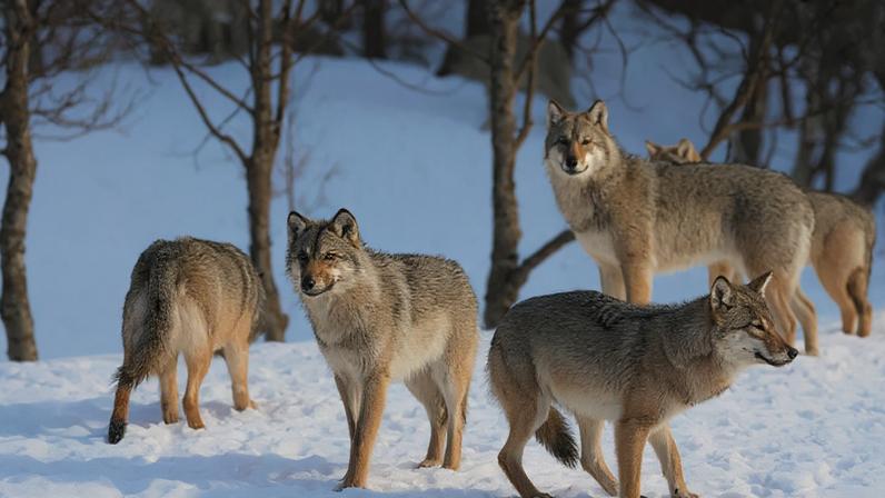 Ao longo da evolução, a necessidade de sobreviver fez com que muitos animais aperfeiçoassem as habilidades de caça
