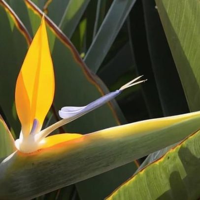 Strelitzia reginae, flor exótica que lembra pássaro