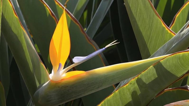 Strelitzia reginae, flor exótica que lembra pássaro