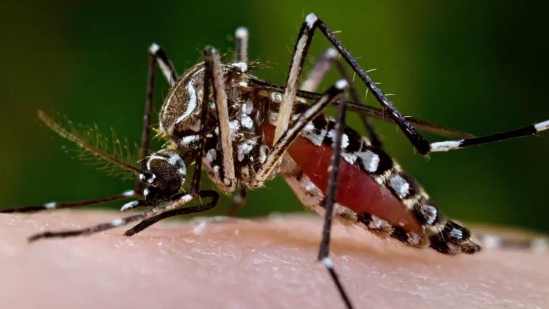 Assim como dengue e zika, chikungunya também é transmitido pelo mosquito Aedes aegypti