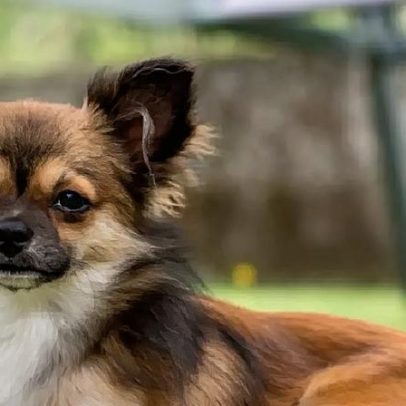 Chihuahua pequeno demonstra coragem, energia e lealdade