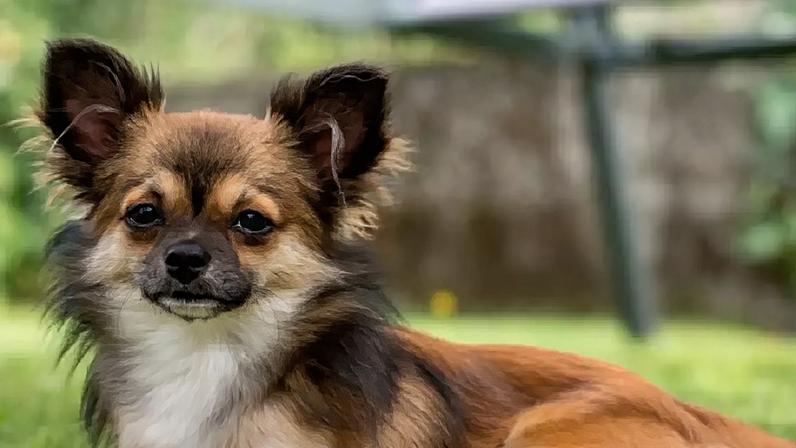 Chihuahua pequeno demonstra coragem, energia e lealdade