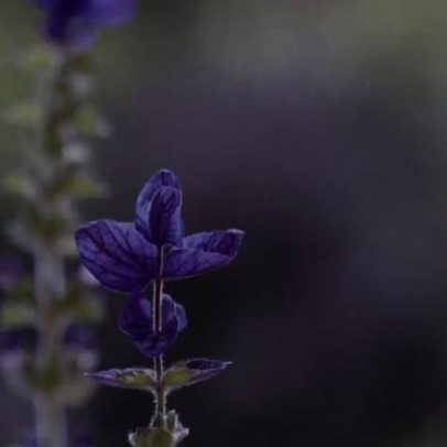 Lavanda: cultivo único combina beleza, aroma e bem-estar
