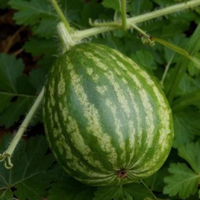 Como plantar melancias no quintal: dicas práticas