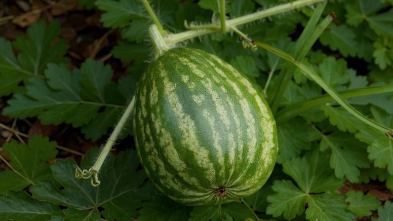 O cultivo da melancia exige espaço generoso, calor e muita luz