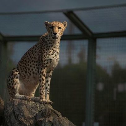 Tigre em risco de extinção; onça-pintada, situação diferente