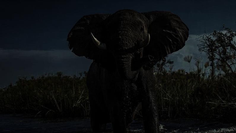 Entre os gigantes da natureza, o elefante se destaca pela imponência. Sua tromba versátil, inteligência e forte estrutura social fazem dele um dos animais mais fascinantes do planeta.