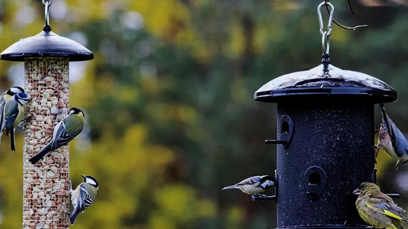 O que os pássaros mais gostam de comer