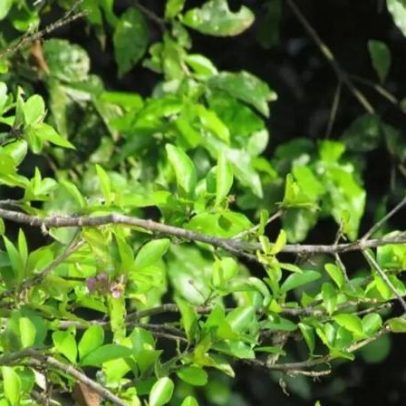 Árvores tropicais perfumadas rendem frutos saborosos