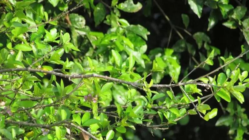 Árvores tropicais perfumadas rendem frutos saborosos