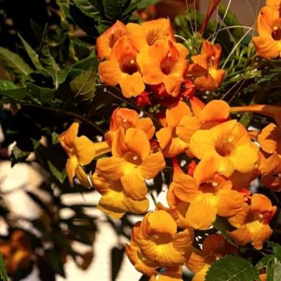 Planta pouco conhecida floresce o ano todo com manutenção mínima
