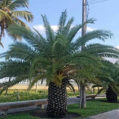 Palmeira-das-Canárias: tronco escamoso e copa exuberante se destacam