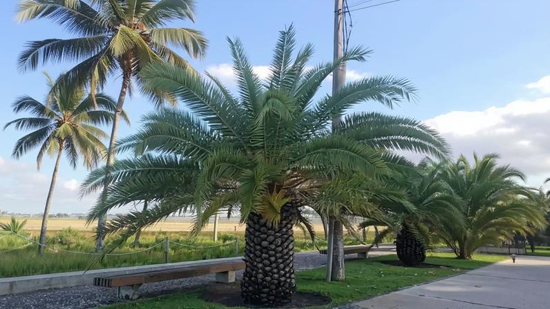Palmeira-das-Canárias: tronco escamoso e copa exuberante se destacam