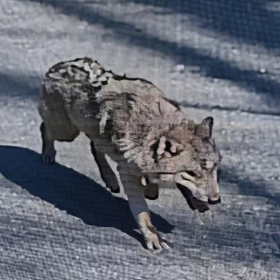 Sul-coreanos respiram alívio com retorno seguro de lobo ao zoológico