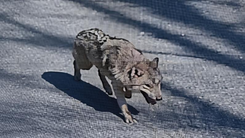 Surveillance footage appears to show the young male wolf after escaping his enclosure at O-world zoo in Daejeon, South Korea, on 8 April.