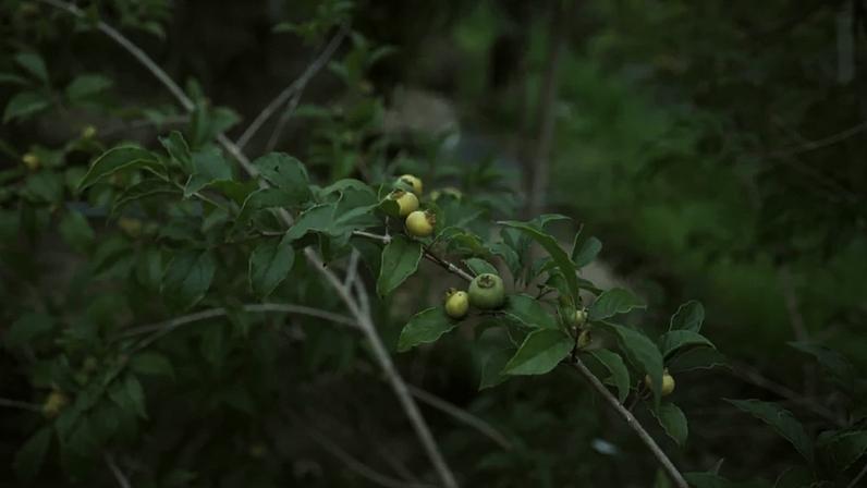 Pesquisa indica que compostos antioxidantes da guabiroba resistem à digestão e podem atuar no controle glicêmico e do colesterol