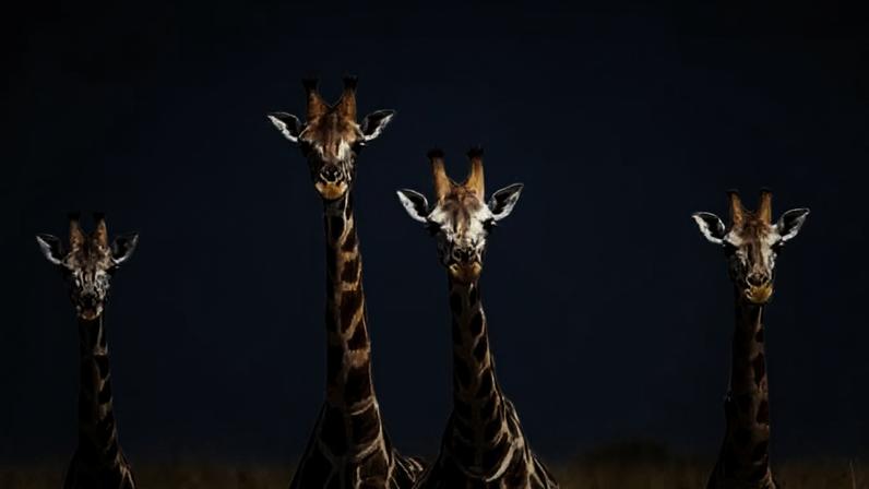 Curiosidades sobre girafas: fatos surpreendentes além do pescoço