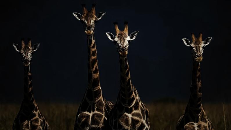A girafa impressiona pelo pescoço longo, uma de suas marcas registradas. Além dessa característica, há diferenças entre machos e fêmeas, revelando curiosidades que tornam o animal ainda mais fascinante.