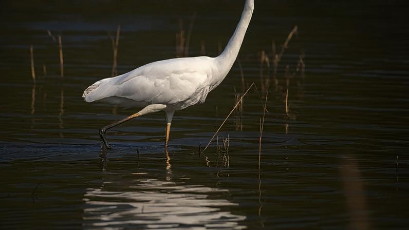 Elegantes e adaptáveis, as garças habitam áreas úmidas ao redor do mundo. Presentes em manguezais, rios e lagoas, essas aves chamam atenção pela postura tranquila e pela habilidade na caça.