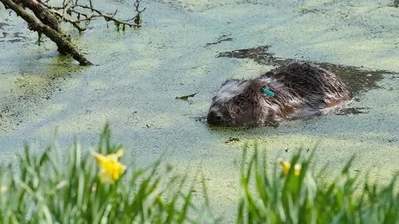 Plano para devolver mais castores avança um passo