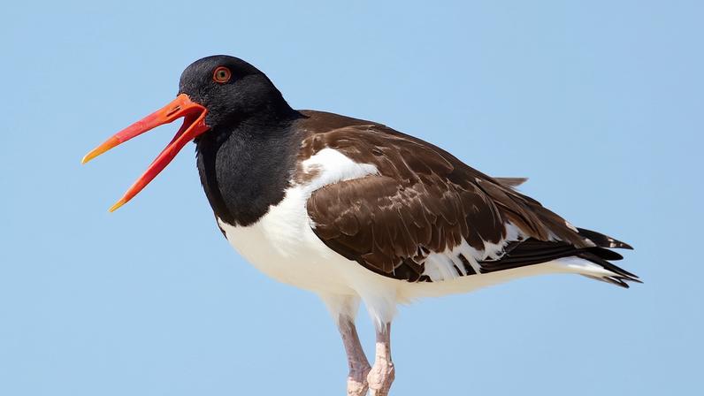 Salvar aves protege o planeta: entrevista com Scott Weidensaul