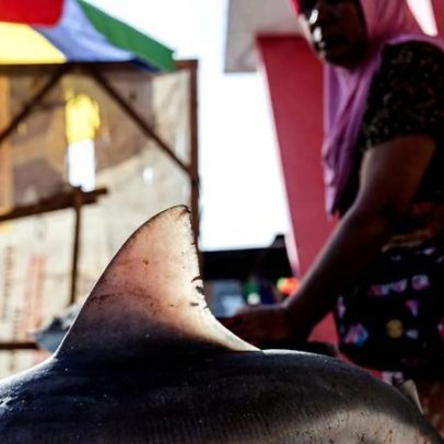 Vila e mercado de processamento de carne de tubarão em Lombok, Indonésia