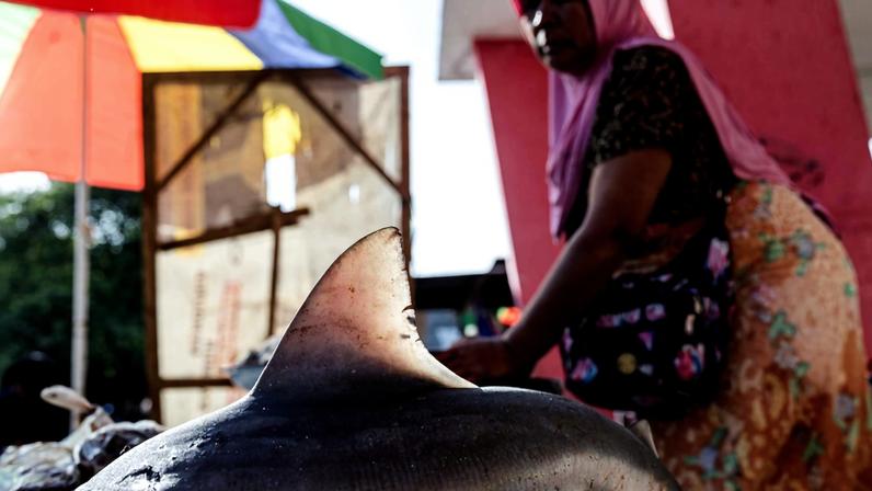 A freshly-caught shark on display for sale at a traditional market in Tanjung Luar, February 21, 2025.