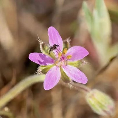 Flor fácil de cuidar que repele mosquitos para terraço e jardim