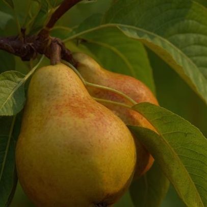 Pera: nutrientes e formas de aproveitar a fruta