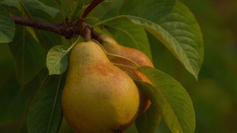 Pera: nutrientes e formas de aproveitar a fruta