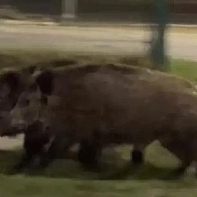 Vídeo de robô humanoide caçando javalis na Polônia viraliza; origem em apuração
