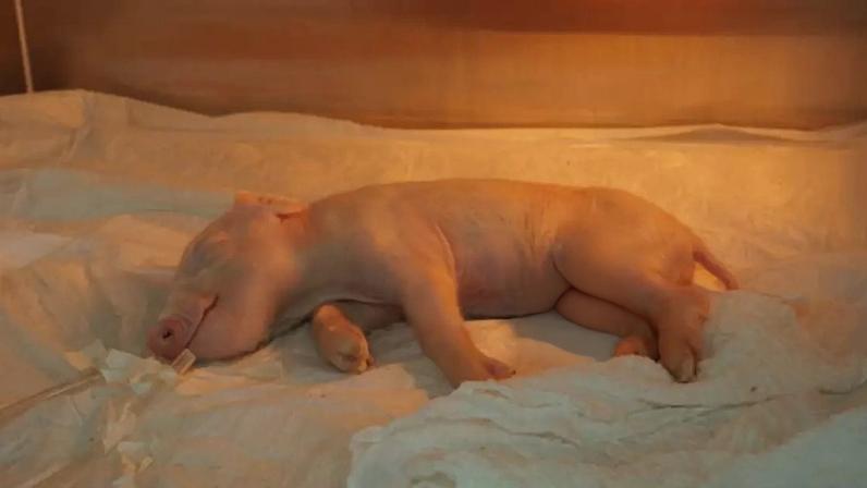 O porco clonado em incubadora na fazenda em Piracicaba (SP)