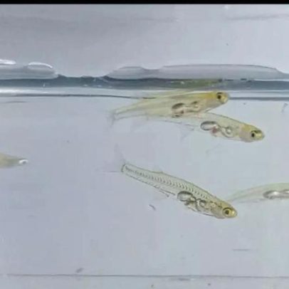 Animais mais barulhentos do mundo: quais são