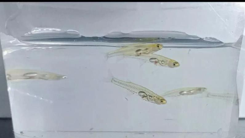 Animais mais barulhentos do mundo: quais são