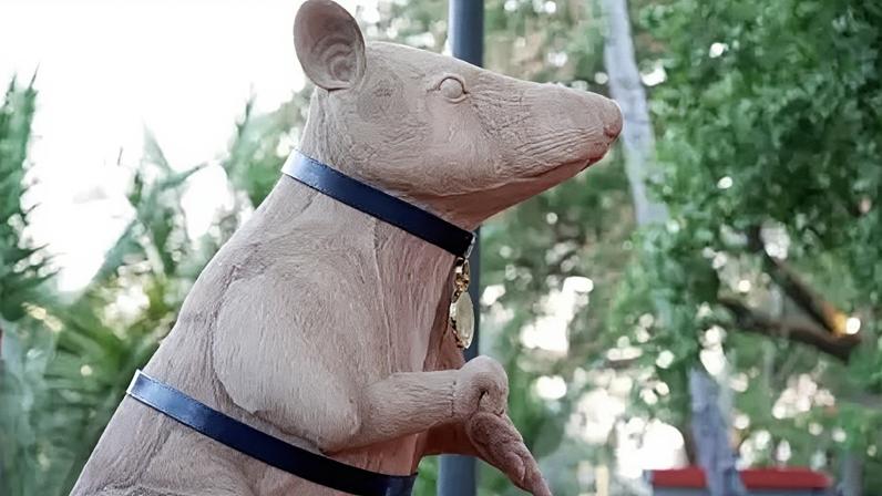 The rat Magawa was pictured in 2010 with his PDSA medal for gallantry - sometimes described as the George Cross for animals.