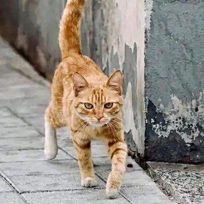 Gatos não devem sair sozinhos para a rua, orientações de especialistas