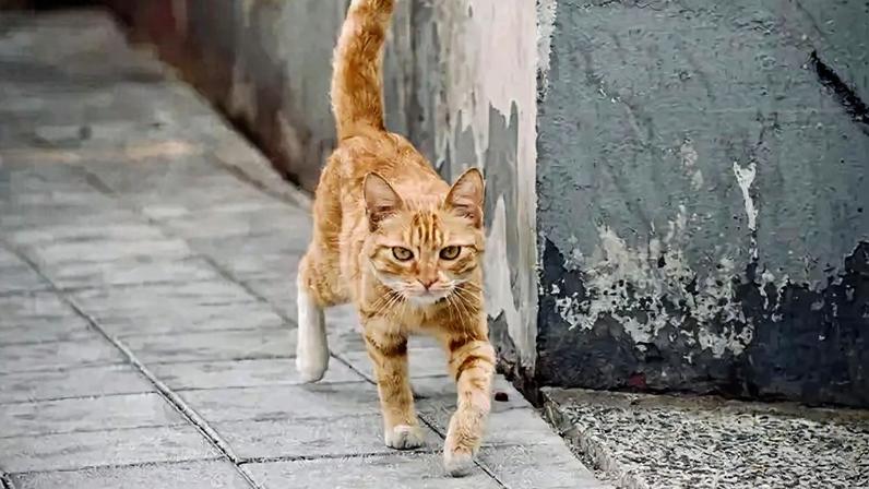 Gatos não devem sair sozinhos para a rua, orientações de especialistas