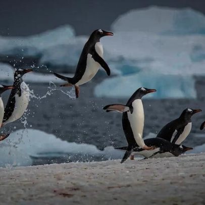 Estudo com 11 mil aves marinhas mapeia áreas de mercúrio nos oceanos